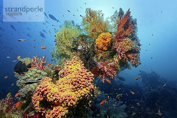 Auf Korallenriff aufragender  vielfarbiger Korallenblock mit verschiedenen  vielfarbigen Blumentieren  Steinkorallen (Scleractinia)  Weichkorallen (Alcyonacea) und Fischen  Pazifik  Great Barrier Reef  Unesco Weltnatuerbe  Australien  Ozeanien