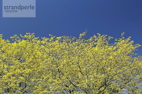 Natur  Bäume im Frühling  Provinz Quebec  Kanada  Nordamerika