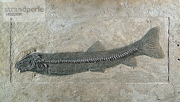 Fossiler Fisch  Notogoneus osculus  Eozän  Wasachian Bridgerian Green River Form  Fossil Basin  Wyoming  USA  Nordamerika