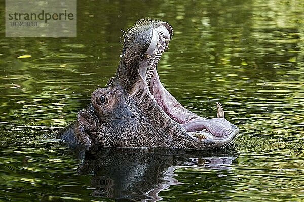 Nahaufnahme eines Nilpferd (Hippopotamus amphibius) im Teich  das gähnt und die Zähne im offenen Maul zeigt  Zoo Antwerpen  Belgien  Europa