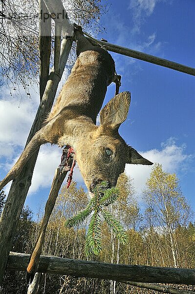 Ausgenommenes  zugerichtetes Reh (Capreolus capreolus) mit Kiefernzweig im Maul  Ardennen  Belgien  Europa