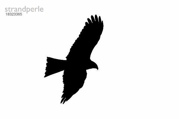 Silhouette eines auffliegenden Schwarzmilan (Milvus migrans) im Flug  umrissen auf weißem Hintergrund  um Flügel und Schwanzformen zu zeigen