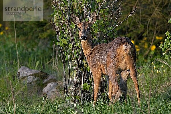 Reh (Capreolus capreolus) mit Kitz  Jämtland  Schweden  Europa