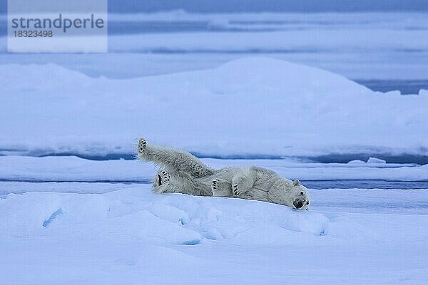 Einsamer Eisbär (Thalarctos maritimus)  der auf einer Eisscholle im arktischen Ozean ruht