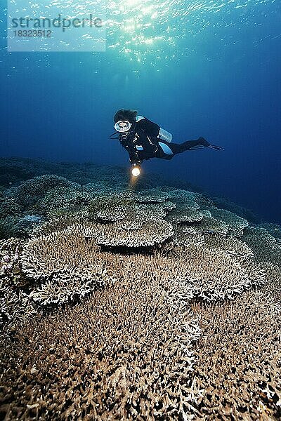 Taucher mit Leuchte betrachet dicht mit Acropora Steinkorallen Tischkoralle (Acropora sp.) bewachsenes Riffdach  Pazifik  Great Barrier Reef  Unesco Weltnatuerbe  Australien  Ozeanien