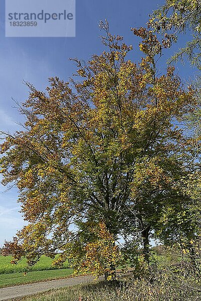 Buche (Fagus) in der Herbstfärbung  Bayern  Deutschland  Europa