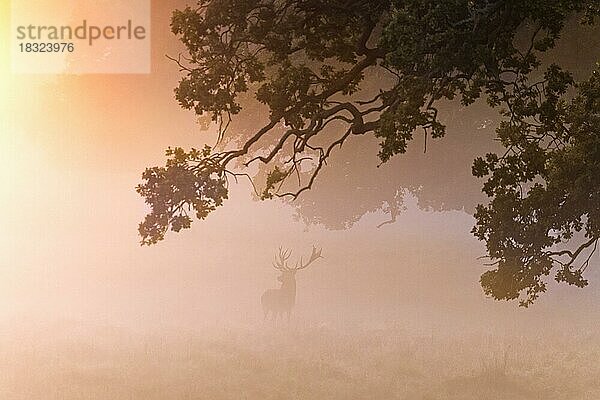 Silhouette eines einsamen Rothirsch (Cervus elaphus) auf einer Wiese am Waldrand  bedeckt mit Frühnebel bei Sonnenaufgang während der Brunft im Herbst