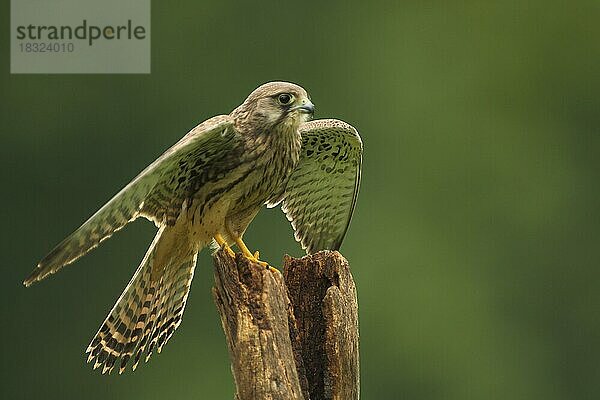 Turmfalke (Falco tinnunculus)  Pfahl  Flügel  Bewegung  captive