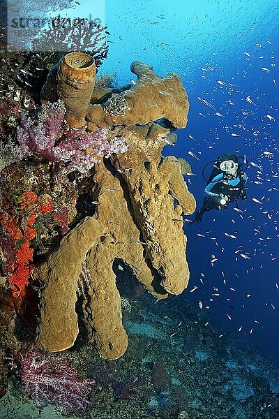 Taucher betrachtet großen  braunen Schwamm (Desmapsamma sp.) an Steilwand von Korallenriff  Pazifik  Great Barrier Reef  Unesco Weltnatuerbe  Australien  Ozeanien