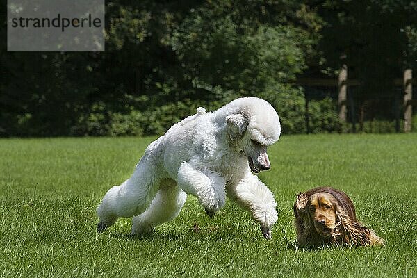 Weißer Haushund (Canis lupus familiaris) spielt mit English Cocker Spaniel im Garten