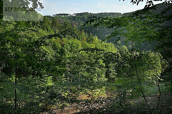 Wald im Sauerland  Deutschland  Europa