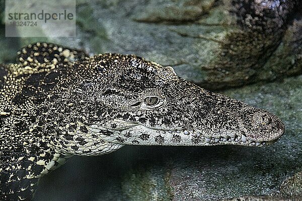 Kubakrokodil  Rautenkrokodil (Crocodylus rhombifer) im Gehege  Nahaufnahme  Sea-Life Hannover  Niedersachsen  Deutschland  Europa