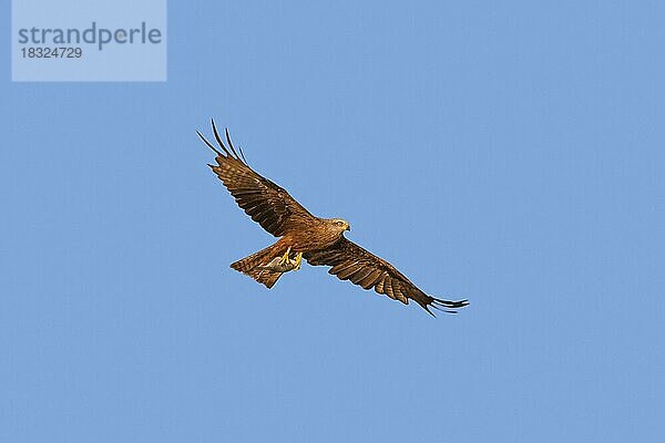 Schwarzmilan (Milvus migrans) fliegt mit gefangenem Fisch in seinen Krallen gegen den blauen Himmel