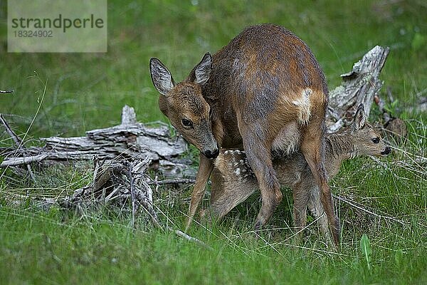 Reh (Capreolus capreolus) mit Kitz  Jämtland  Schweden  Europa