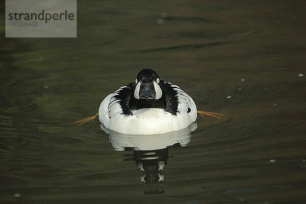 Schellente (Bucephala clangula)  männlich  schwimmend  Füsse  frontal  Tauchenten  Tauchente  Aythyinae  Entenvögel (Anatidae)  Entenvogel  Gänsevögel  Wasservögel  Wasservogel  Gänsevogel  Anseriformes  Vogel  Tier  Wirbeltier  captive