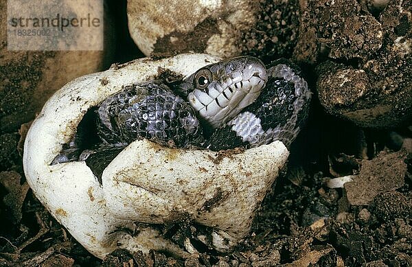 SCHWARZE RATTENNATTE  Elaphe obsoleta  HATCHING