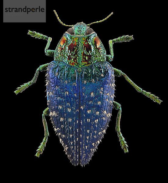 Holzbohrender Käfer  Polybothris sumptuosa gemma  Madagaskar (1) (5 lang)