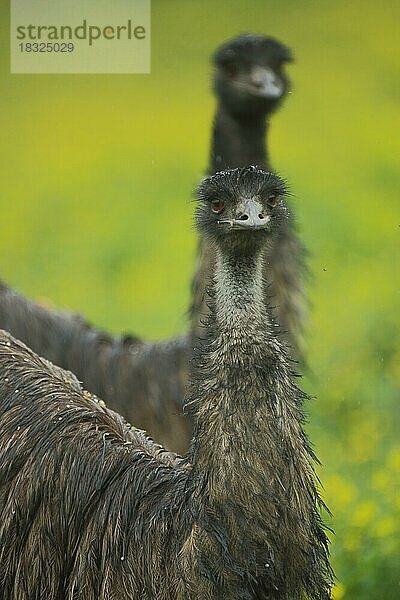 Emu (Dromaius novaehollandiae)  Portrait  zwei  Unschärfe  Blick  fronatl  captive