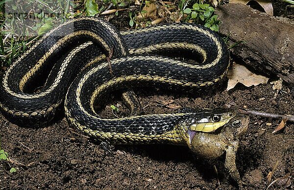 Östliche GARTERSCHLANGENFRAßENKRÖTE (Thamnophis sirtalis)