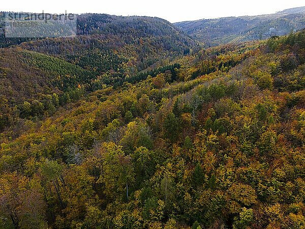 Drohnenaufnahme  Herbstwald bei Eiserne Renne  Nationalpark Harz  Sachsen-Anhalt  Deutschland  Europa