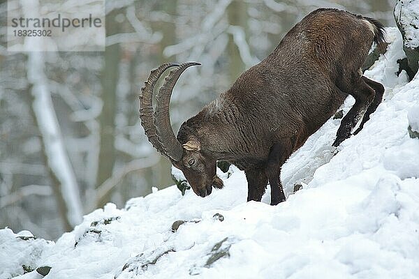 Alpensteinbock (Capra ibex)  männlich  Winter  Schnee  Berg  Hang  klettern  Felsen  captive