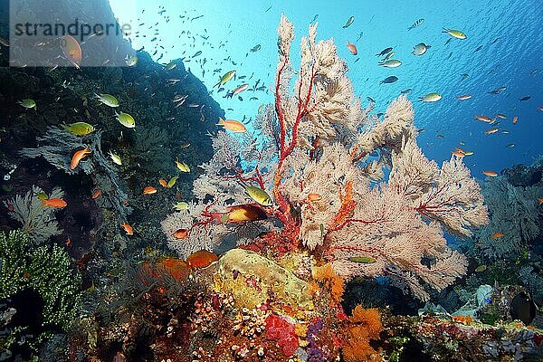 Riffabfall im Korallenriff mit verschiedenen  vielfarbigen Weichkorallen (Alcyonacea)  große Melithea Gorgonie (Melithea sp.)  Steinkorallen (Scleractinia)  und Fischen  Pazifik  Great Barrier Reef  Unesco Weltnatuerbe  Australien  Ozeanien