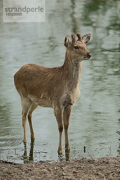 Dybowski-Hirsch (Cervus nippon dybowskii)  Wasser  Ufer  captive