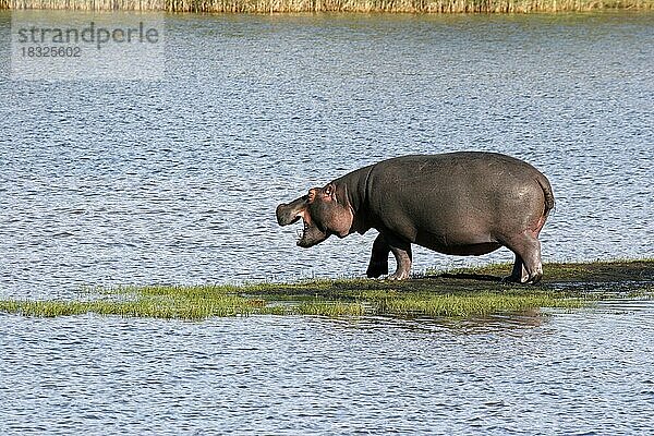Nilpferd (Hippopotamus amphibius) auf einer Insel im Fluss  St. Lucia  Südafrika  Mittelamerika