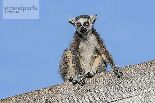Porträt des auf einem Holzgebäude sitzenden RingelschwanzKatta (Lemur catta)  der in Madagaskar heimisch ist