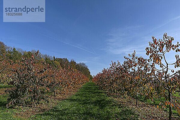 Junge Kirschplantage in der Herbstfärbung  Karsberg  Oberfranken  Bayern  Deutschland  Europa