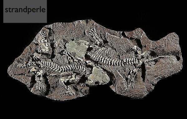 Fossile Amphibie  Seymouria sanjuarensis  Bromacker-Fundstelle  bei Gotha  Mitteldeutschland