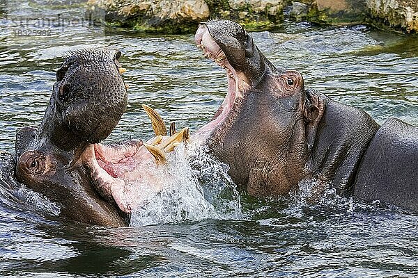 Kämpfende Nilpferde (Hippopotamus amphibius)  Nilpferde in einem See mit riesigen Zähnen und großen Eckzähnen im weit geöffneten Maul