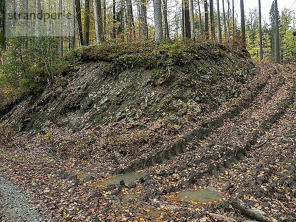 Herbstlaub  Reifenspuren von schwerem Gerät zum Baumfällen  Vessertal bei Breitenbach  Schleusingen  Thüringer Wald  Thüringen  Deutschland  Europa