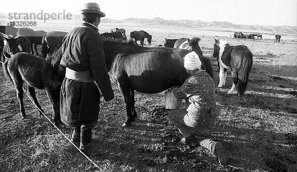 Gesichter der Mongolei unter kommunistischer Herrschaft 1982 zeigt dieses Foto. Stutenmelken  Nomaden  MNG  Mongolei  Asien