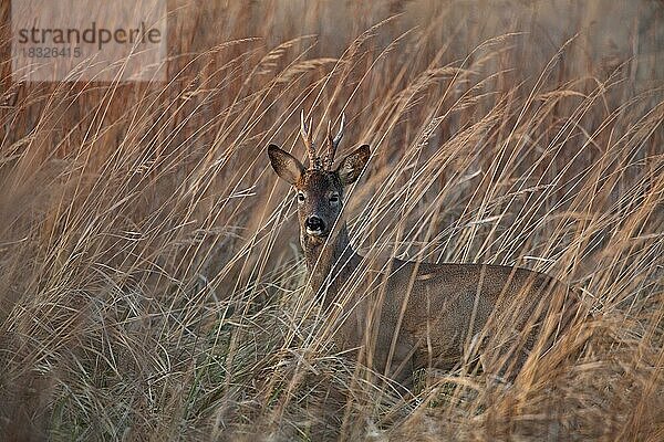 Rehbock (Capreolus caproelus) im hohen Gras im Frühling  Österreich  Europa