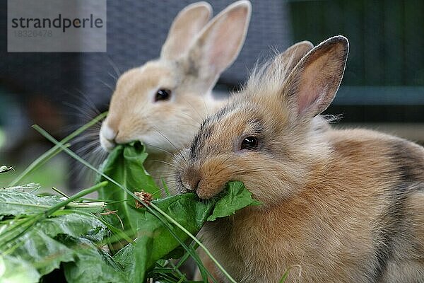 Nahaufnahme  Hauskaninchen (Oryctolagus cuniculus forma domestica)  zwei Kaninchen lassen sich frische Blätter schmecken