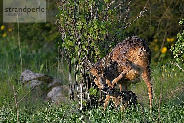 Reh (Capreolus capreolus)  Rehkitz leckend  Jämtland  Schweden  Europa