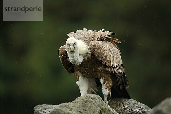 Gänsegeier (Gyps fulvus) auf einem Felsen  Blick  frontal  captive