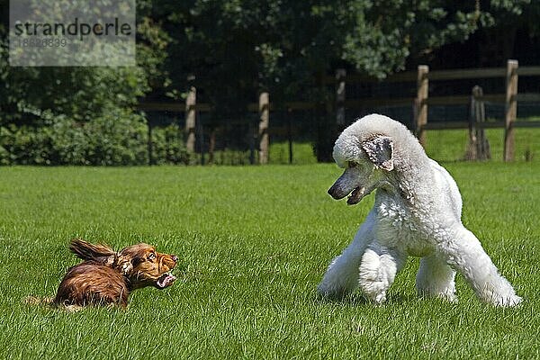 Weißer Haushund (Canis lupus familiaris) spielt mit English Cocker Spaniel im Garten