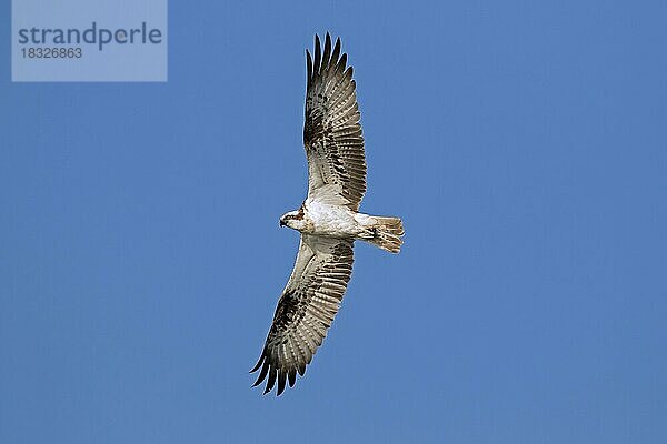 Fischadler (Pandion haliaetus) im Flug gegen den blauen Himmel