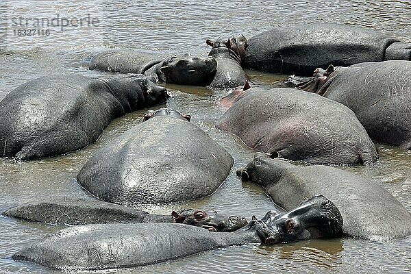 Nilpferde (Hippopotamus amphibius) beim Ausruhen im Wasser des Mara-Flusses  Masai Mara National Reserve  Kenia  Ostafrika  Afrika