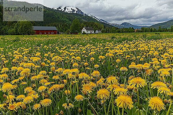 Wiese mit Löwenzahnblüten  Innerdalen  Norwegen  Europa