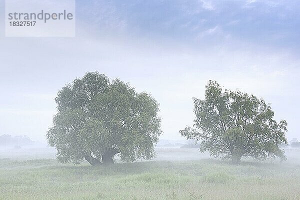 Bäume im Nebel im UNESCO-Biosphärenreservat Flusslandschaft Elbe  Biosphärenreservat Niedersächsische Elbtalaue im Frühling  Niedersachsen  Deutschland  Europa
