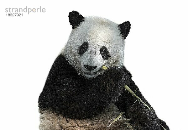 Junger zweijähriger Riesenpanda (Ailuropoda melanoleuca) frisst Bambushalme vor weißem Hintergrund