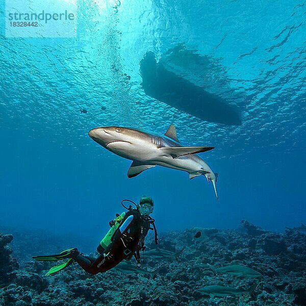 Grauer Riffhai (Carcharhinus amblyrhyncos) schwimmt unter Tauchboot über Taucherin schneidet Taucher den Weg zum Boot ab  Pazifik