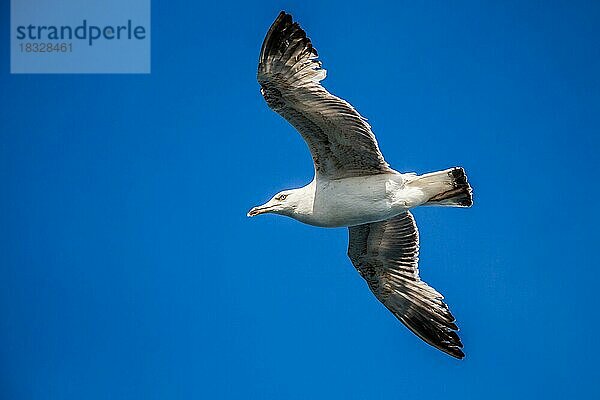 Einzelne Möwe fliegt in einem blauen Himmel als Hintergrund