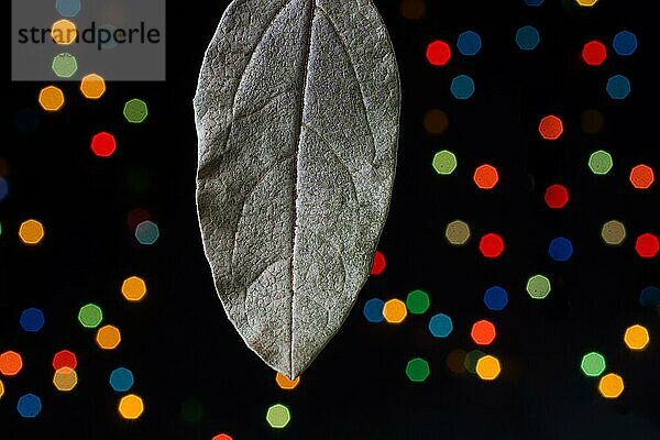 Trockenes Blatt auf einem Bokeh-Licht vor einem dunklen Hintergrund