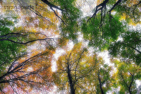 Herbstfarbene Baumwipfel im Buchenwald (Fagus sylvatica)  Jurapark  Kanton Aargau  Schweiz  Europa