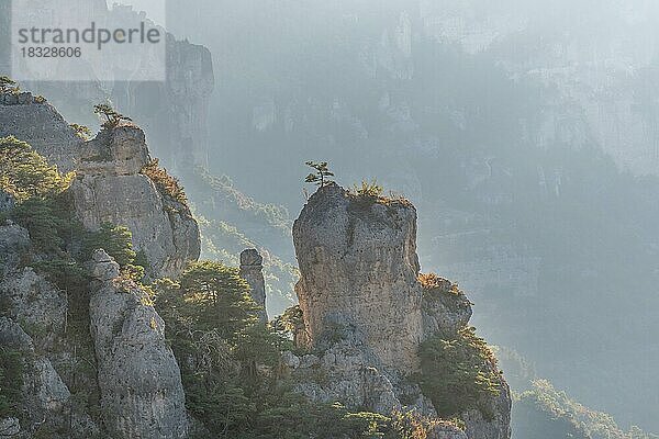 Landschaft eines wilden und geschützten Tals  Canyon im Nationalpark Cevennen. Biosphärenreservat der Unesco. Gorges de la Jonte. Aveyron  Frankreich  Europa