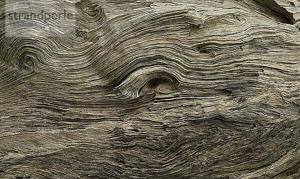 Holzstruktur von einem toten umgefallenen Baumstamm im Naturschutzgebiet Seeberg auf dem Großen Seeberg  Drei Gleichen  Thüringen  Deutschland  Europa